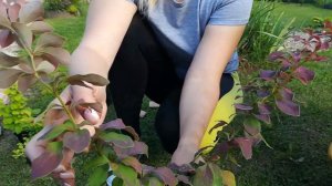 Жизнь в деревне. Клумба для цветника вдоль забора. Цветы возле дома