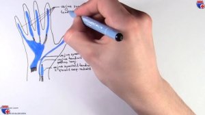 Синовиальные влагалища сухожилий кисти - meduniver.com