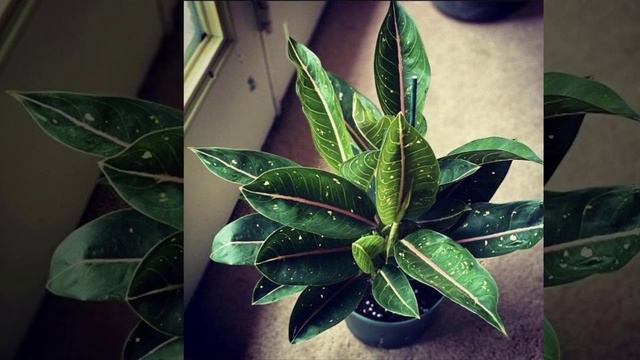 48 Types of Aglaonema Plants - The Planet of Greens смотреть онлайн