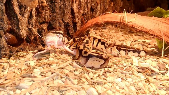 Python Regius color pastel attack 3 смотреть онлайн