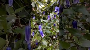 Клематис сорт  роогучи 19 06 20