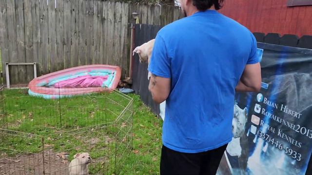American Pocket Bully Puppies Raw and Uncut / Puppy Forsale (337)257-6990 смотреть онлайн