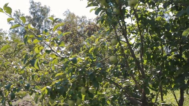 Ваша неповторимая Антоновка смотреть онлайн