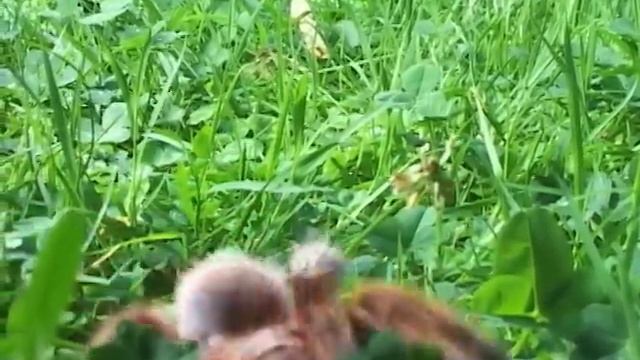 31 minutos - Nota verde - Las arañas смотреть онлайн