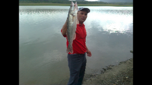 Ловля судаков на живца на резинку.