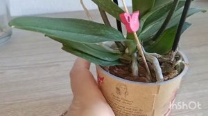 #Орхидея Ladybug?-Божья Коровка?Как по-разному мы видим красоту?