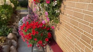 Мой любимый? ЦВЕТУЩИЙ ДВОРИК??Обзор цветника на 10августа?Погода вносит свои коррективы ???