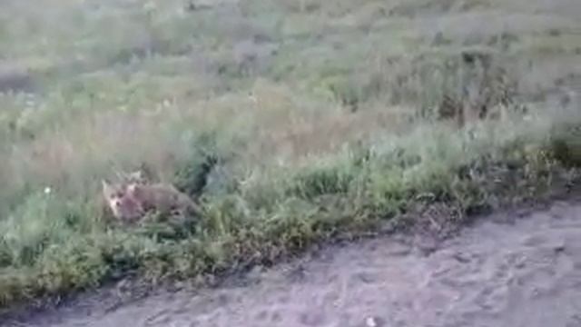 лисы атакуют смотреть онлайн