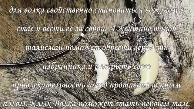 Клык волка мощный амулет для привлечения удачи смотреть онлайн