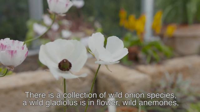 Bloembollencollectie / Flower Bulb Collection Hortus Botanicus Leiden (UK Subtitles)
