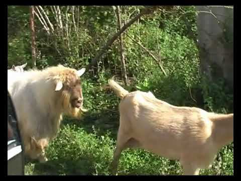 2007 Волчья Пасть и Дендрарий