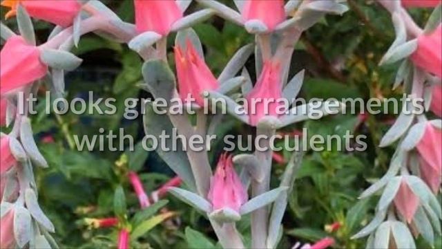 Blue Succulents That Your Garden Needs смотреть онлайн
