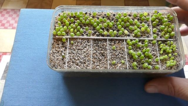 СЕЯНЦЫ КАКТУСОВ | МЕСЯЦ СПУСТЯ смотреть онлайн