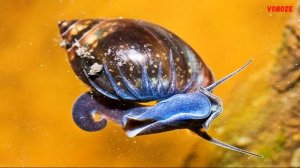 Улитка Физа в аквариуме польза, вред или красота. Чего больше от улиток Физ?