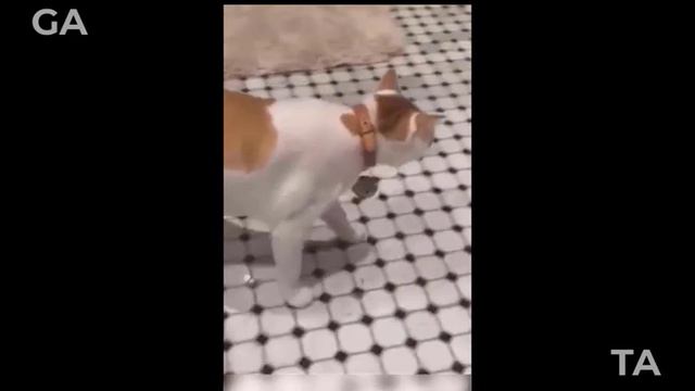 Не в перогах счастье! Самые Забавные и смешные видео с домашними животными! Лучшая подборка смотреть онлайн