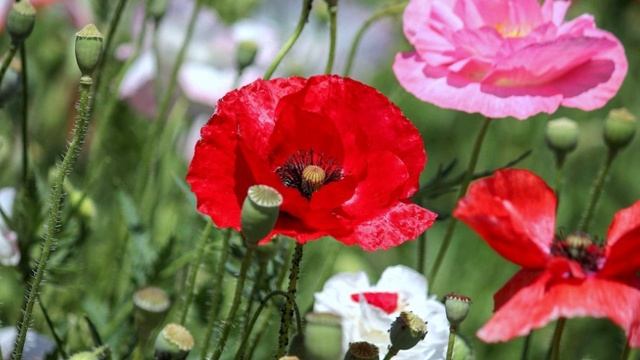 От работы к Творчеству. Самовыражение во всех его проявлениях.