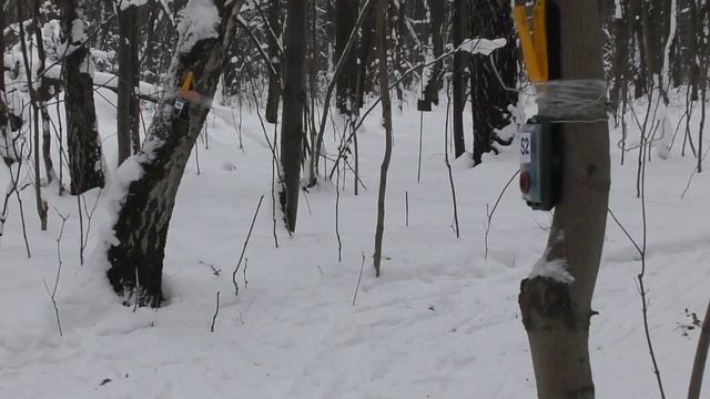 Спортивное ориентирование. Всероссийские соревнования "Новогодние старты 2018" смотреть онлайн
