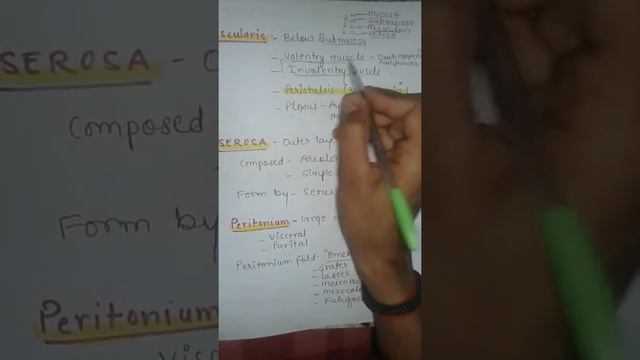 Digestive System G.I.T. Anatomy PART-2 смотреть онлайн