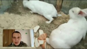 Три способа содержания кроликов. Клетки , Кроличья Яма и вольер - плюсы и минусы .