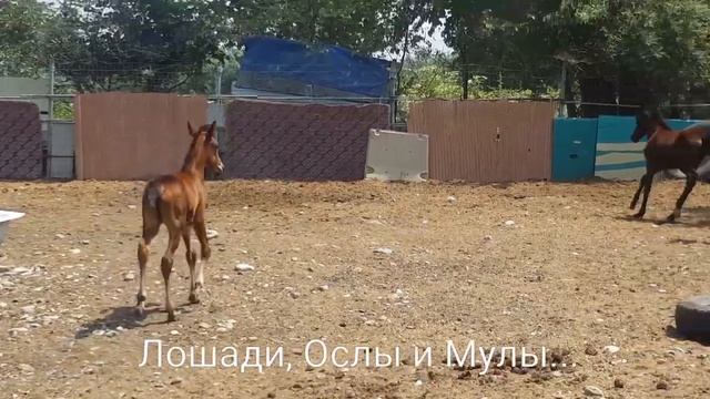 КАК НАЗВАЛА КРАЙНЕГО ЖЕРЕБЁНКА смотреть онлайн