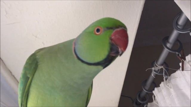 Ring neck and budgies! индийский ожереловый попугай смотреть онлайн