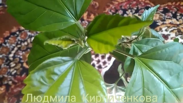 Гибискус пересадка и размножение черенком. Столетник. Декабрист. Грецкий орех. #гибискус #цветы смотреть онлайн