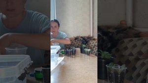 Черенкую петхоа карамель еллоу