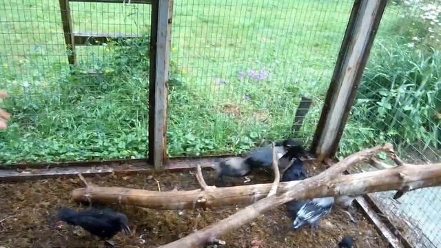 И пусть никто не уйдет неосмотренным! [летний архив] смотреть онлайн