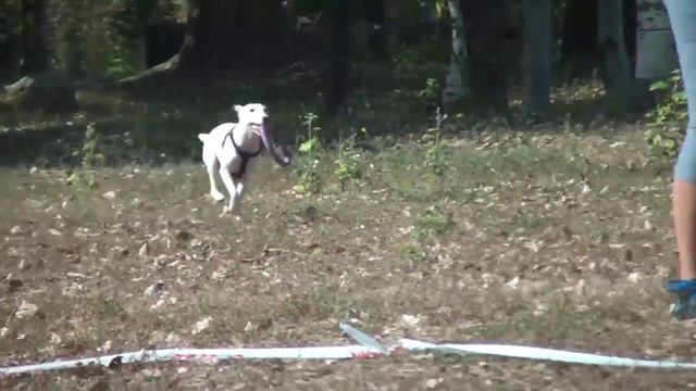 Dog Puller Запорожье 26.09.15, Фокс смотреть онлайн