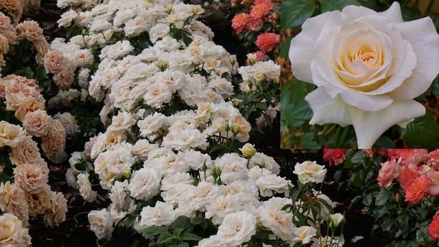 Обзор и описание розы Прайд энд Преджудис - Pride And Prejudice (Harkness, 2013)