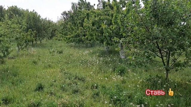 ВЛОГ / Весенние работы - в разгаре ! Зацвёл Боярышник и Клубники !! смотреть онлайн