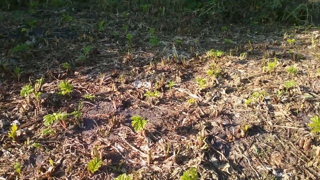 Вкусный борщевик.