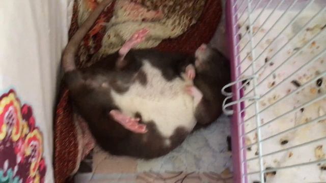 2019 05 10 Вакса спит, она устала, где сон сморил, там и упала смотреть онлайн