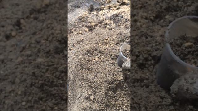 Рассада клубники# как делать рассаду клубники зкс#разведение клубники#земля для стаканов наклубнику смотреть онлайн