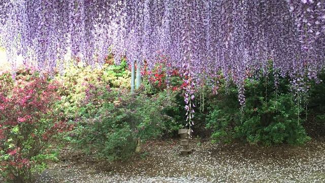 May flowers is moss phlox and Wisteria .A moment when the best wisteria flowers in the world heal． смотреть онлайн