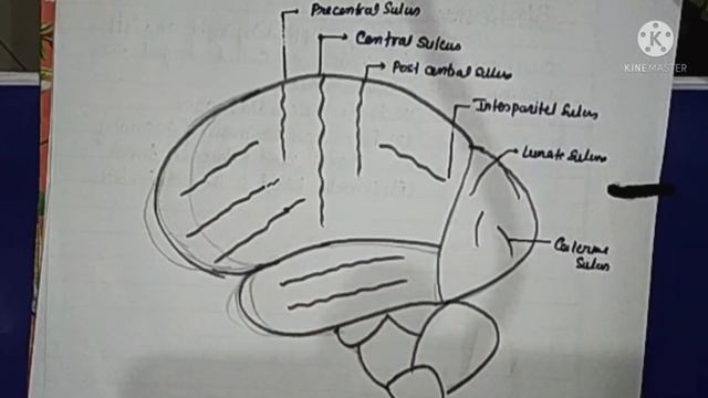 DoA 3 | Drawing of subreolateral surface of brain and labelling it's gurus and sulcus 1st year MBBS смотреть онлайн