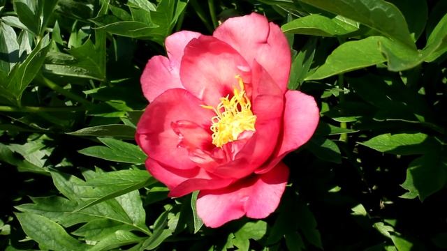 Old Rose Dandy | R2 Flowers BV | Peonies смотреть онлайн