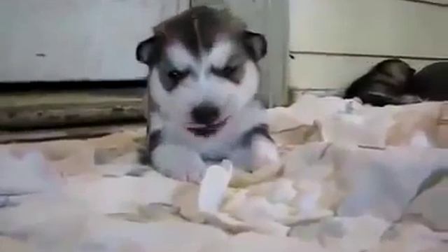 офигенный щенок хаски смотреть онлайн
