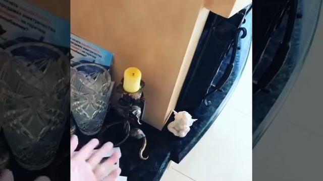 ВЛОГ:НОВЫЕ ТАПОЧКИ ОТ ХЛОПЕЦЬ З СЕЛА|ТЕСТ НА ПСИХИНУ|ОЧЕНЬ СМЕШНО|СМОТРЕТЬ ВСЕМ|ВИДЕО ДЛЯ ДЕТЕЙ смотреть онлайн