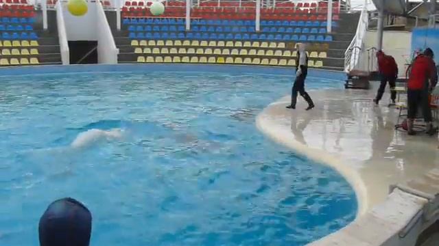 дайв с дельфинами (представление) смотреть онлайн