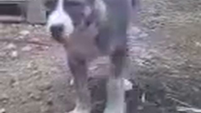 Алабай 4мес Барон смотреть онлайн