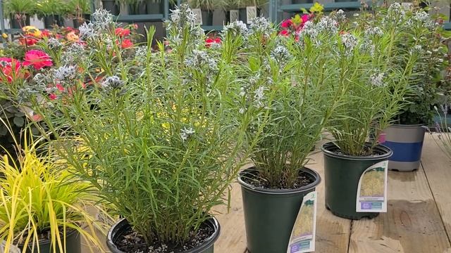 Amsonia 'Butterscotch' (Bluestar) // Unique NATIVE Perennial with SPECTACULAR Fall Foliage! смотреть онлайн