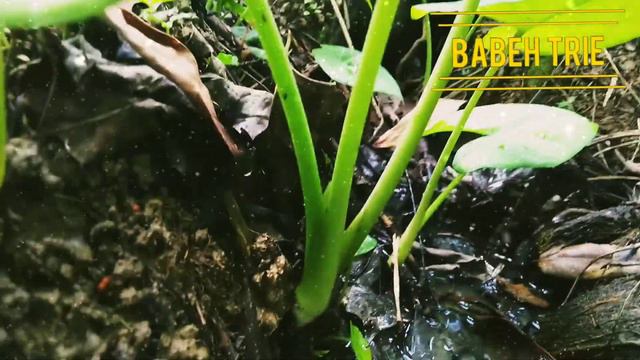 # 34 Alocasia Bisma dihutan bawas kalimantan смотреть онлайн