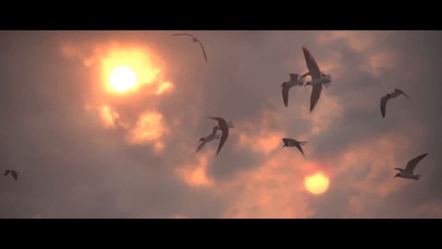Ventura Flood Plain Restoration: The Nature Conservancy смотреть онлайн