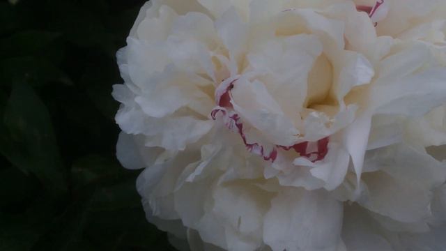 Pivoine de Chine, Paeonia lactiflora 'Festiva Maxima' Blanc pur et rouge tréma смотреть онлайн