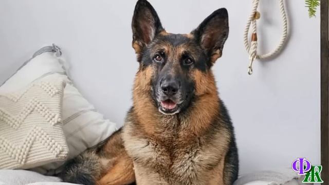 - С ума сошёл? ПЁС тебе ПОВЕРИЛ, а ты сейчас его ВЫГОНИШЬ? Так не делают. Пёс будет жить здесь! смотреть онлайн