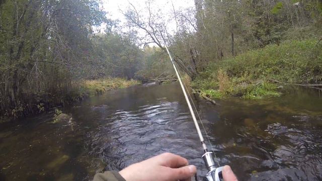 Brown trout. Stream fishing. Ранняя осень, ручьевая форель в Ленинградской области. смотреть онлайн