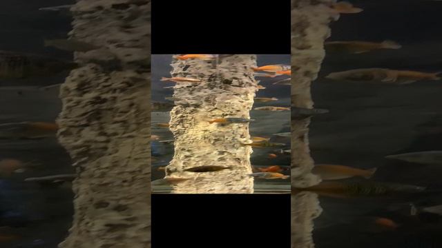 Рыбы 🐠🐟 смотреть онлайн