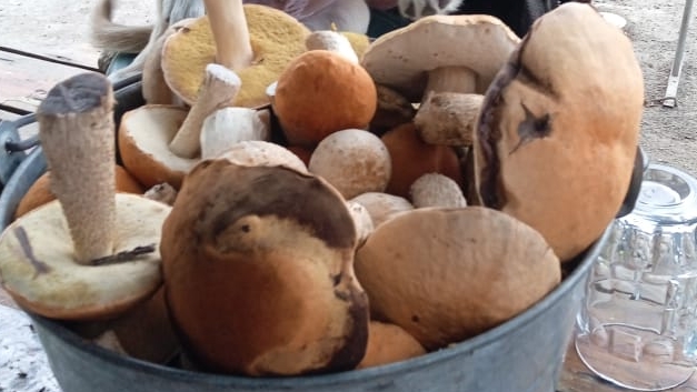 6 августа- какие грибы пошли в лесах Подмосковья и какие грибы набрал за два часа. смотреть онлайн