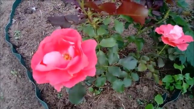 Когда сажать розы в Подмосковье: весной или осенью? Личный опыт